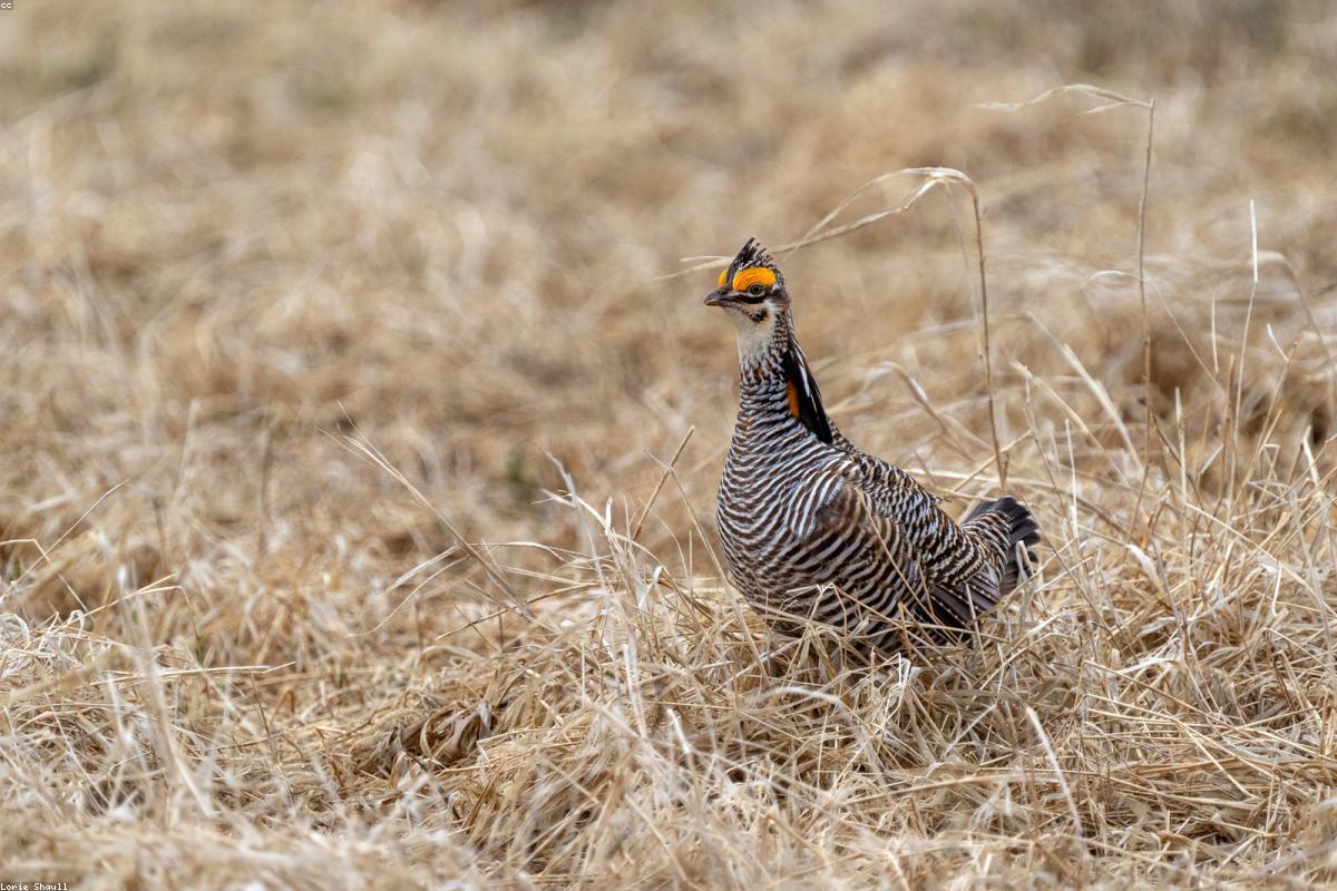 Crex Meadows sharp-tails at dawn
