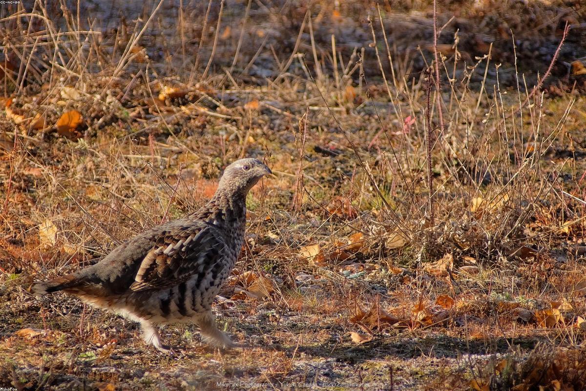 Two sharp-tails facing off