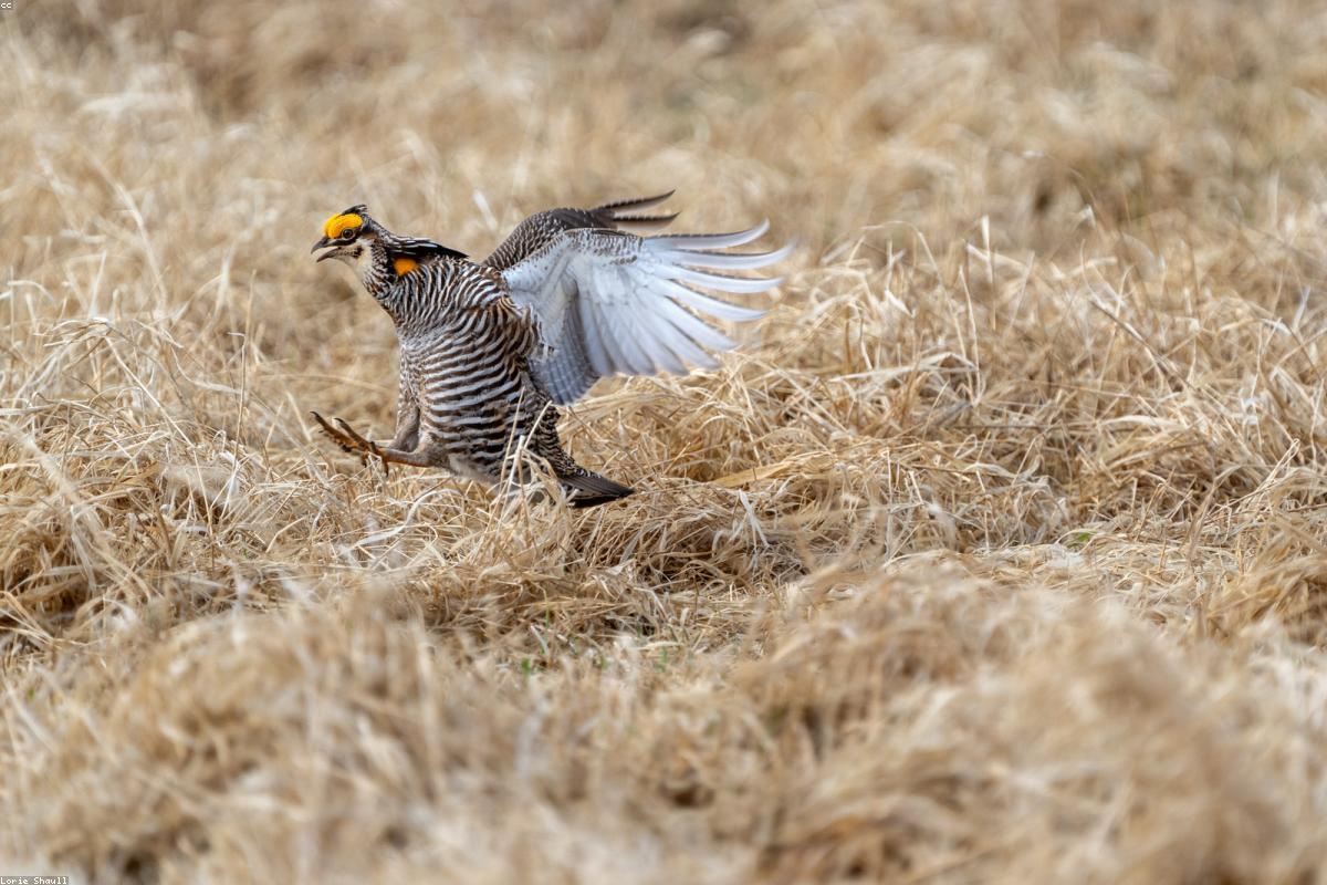 Sharp-tail hen watching