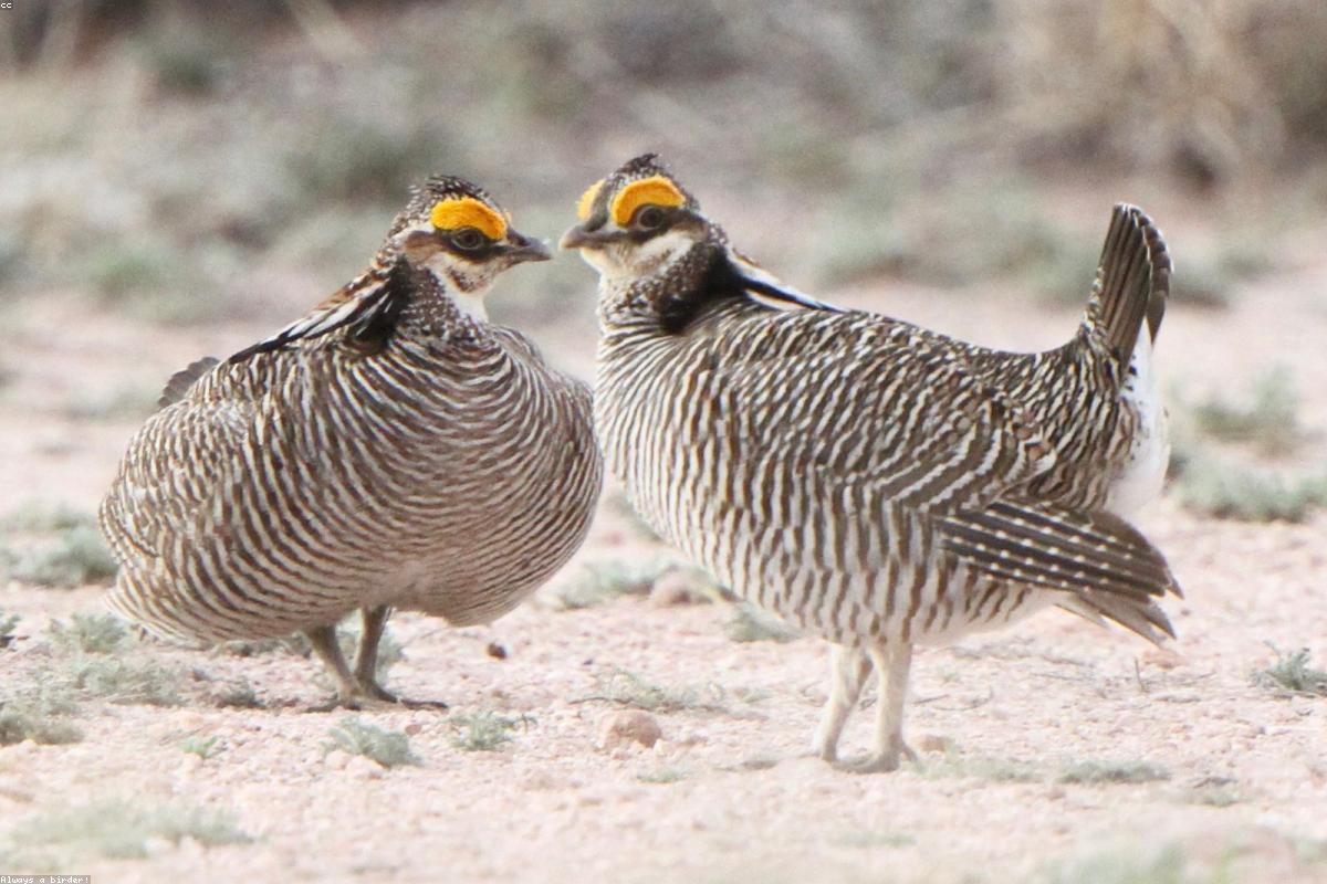 Prairie-chicken on edge of lek