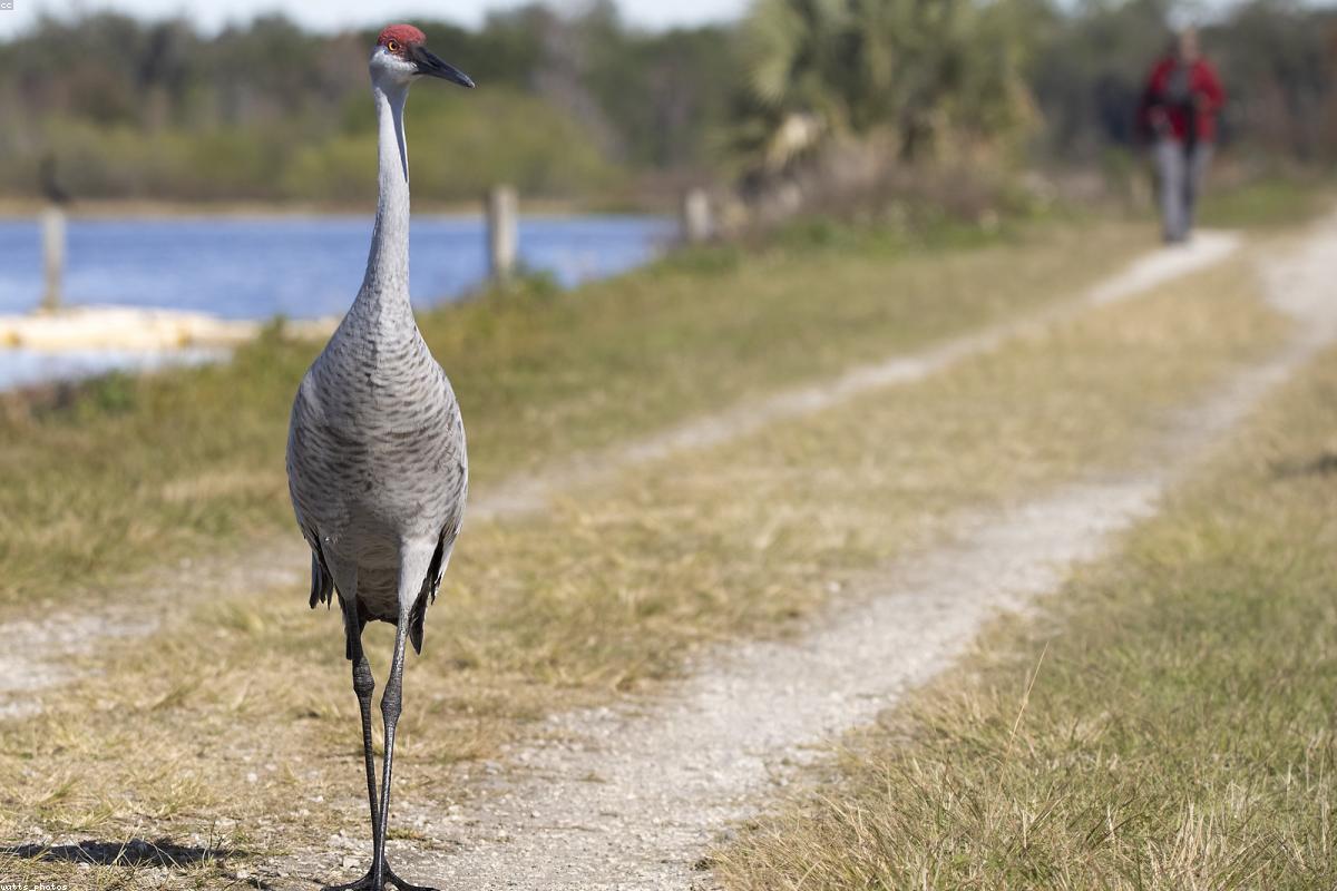 Sandhill crane pair in grass