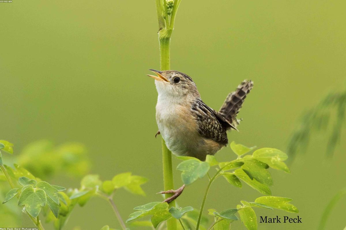 Sedge wren on a dry stem