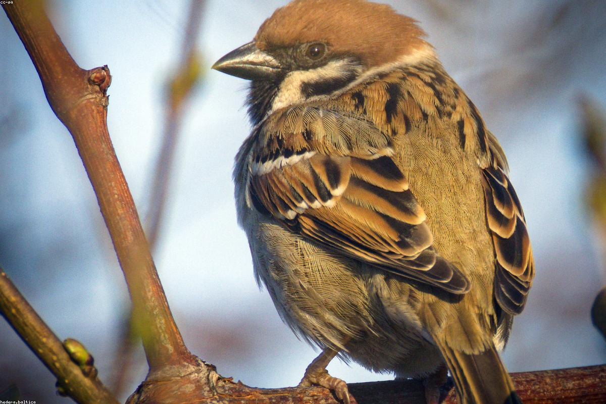 Le Conte's sparrow on grass