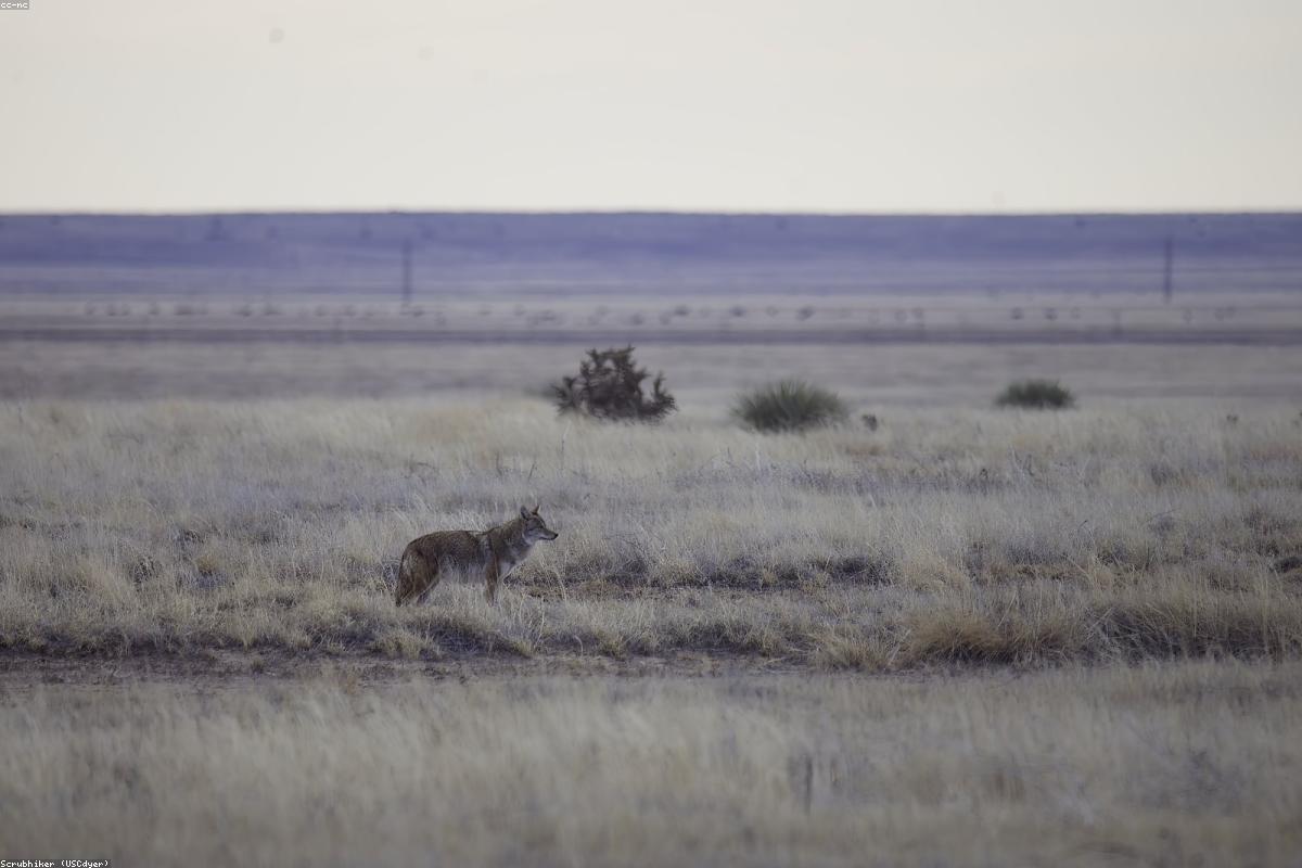 Coyote trotting along edge