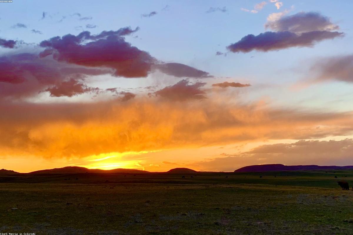 Wide view of grassland
