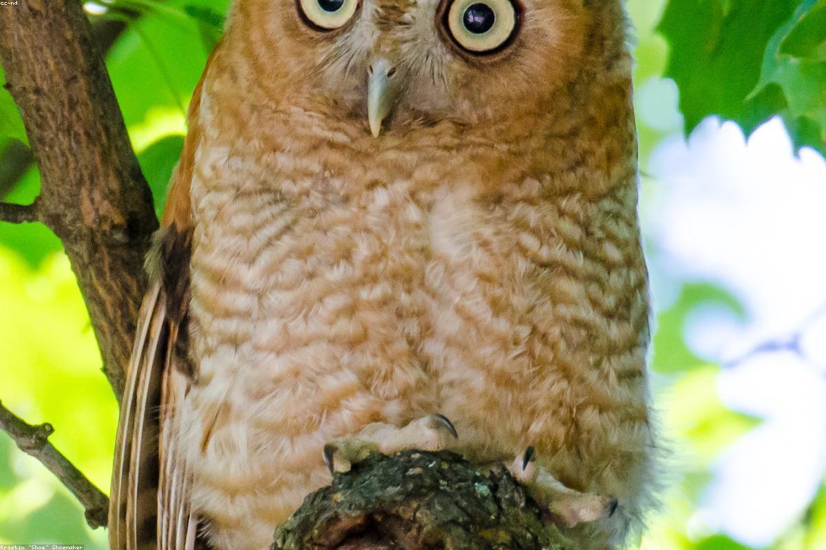 Cuyahoga owl night
