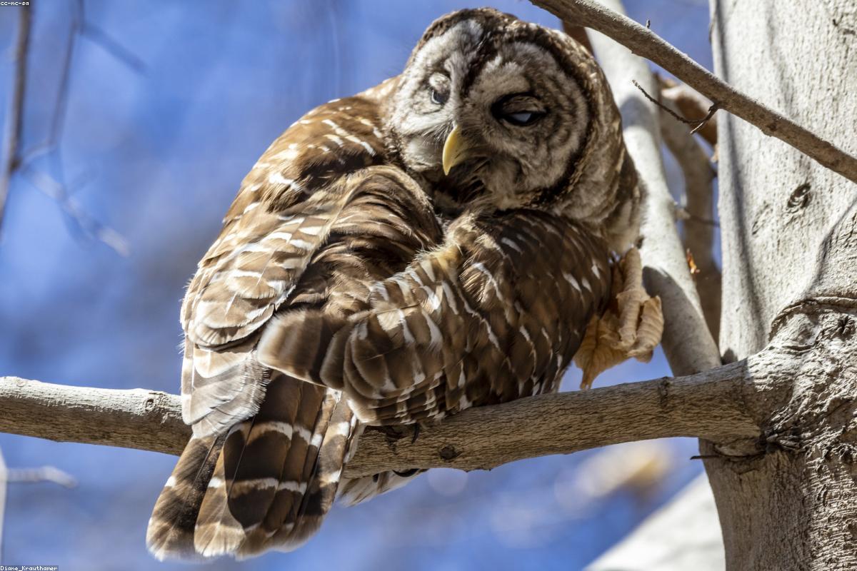 Barred Owl rear view departing