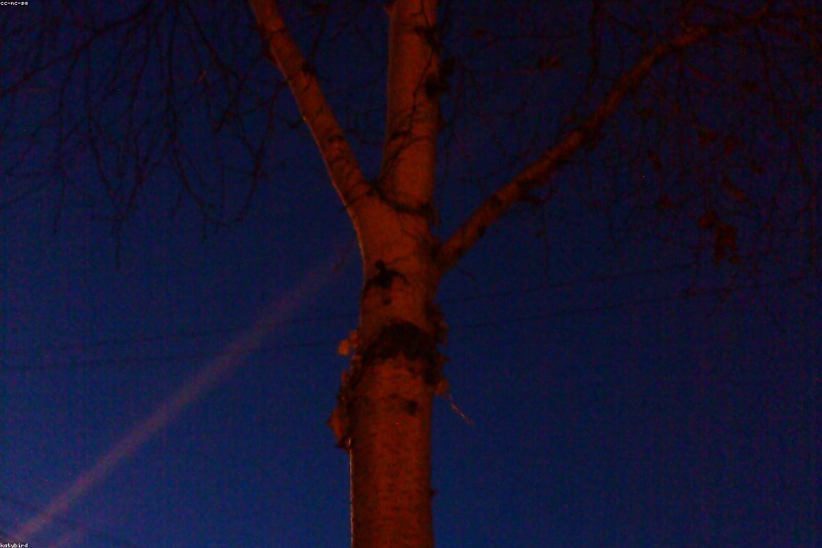Empty low perch in twilight