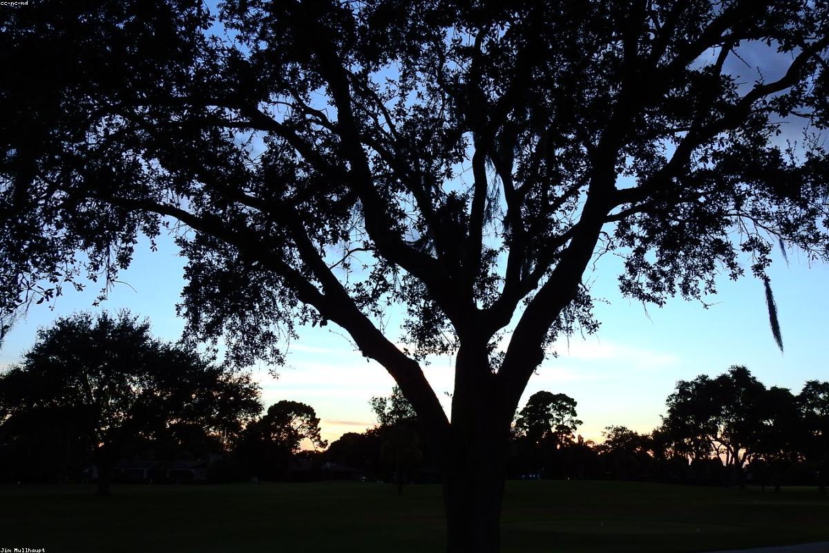 Silhouette of oak against dim sky