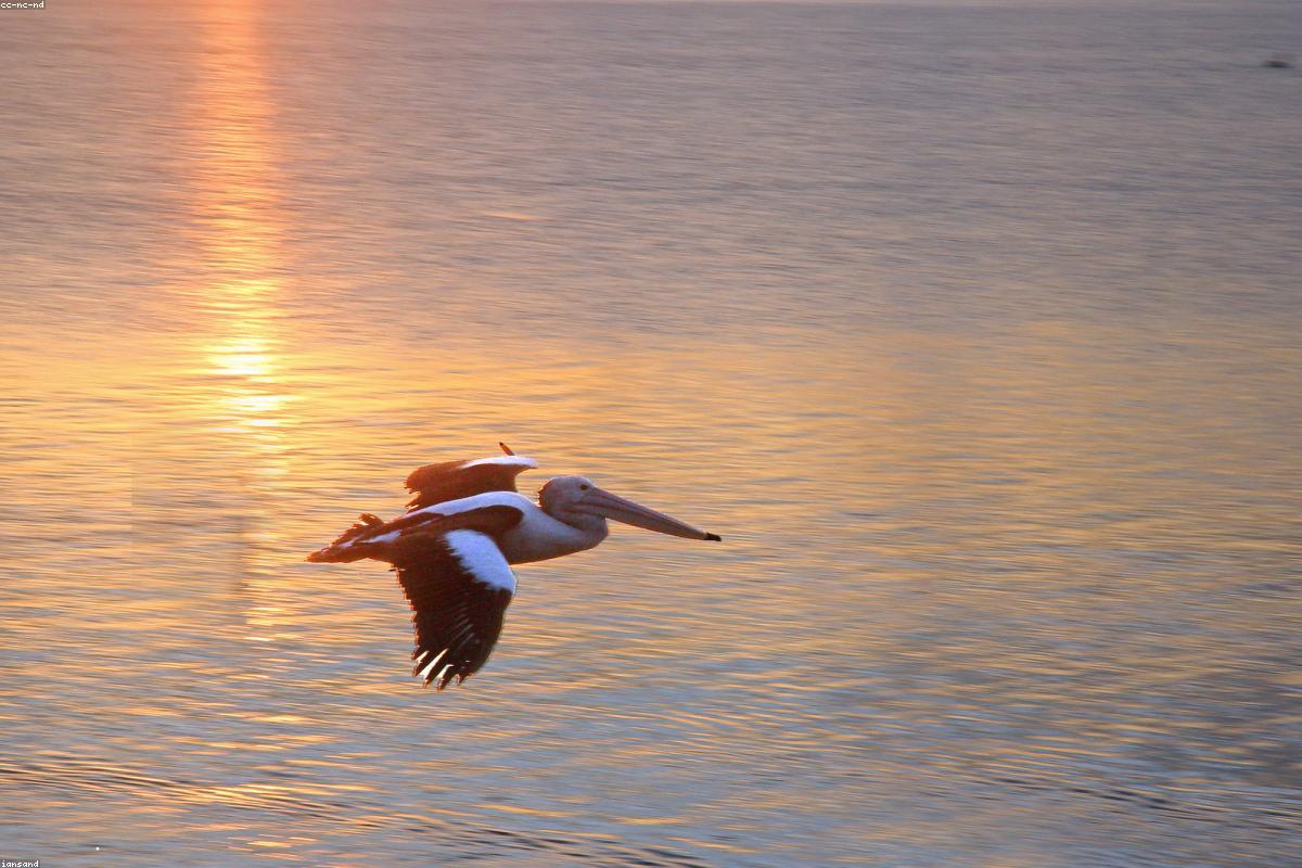 Danube Delta, early spring