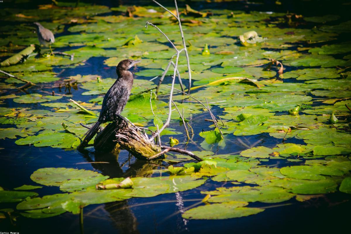 Pygmy cormorant on reed