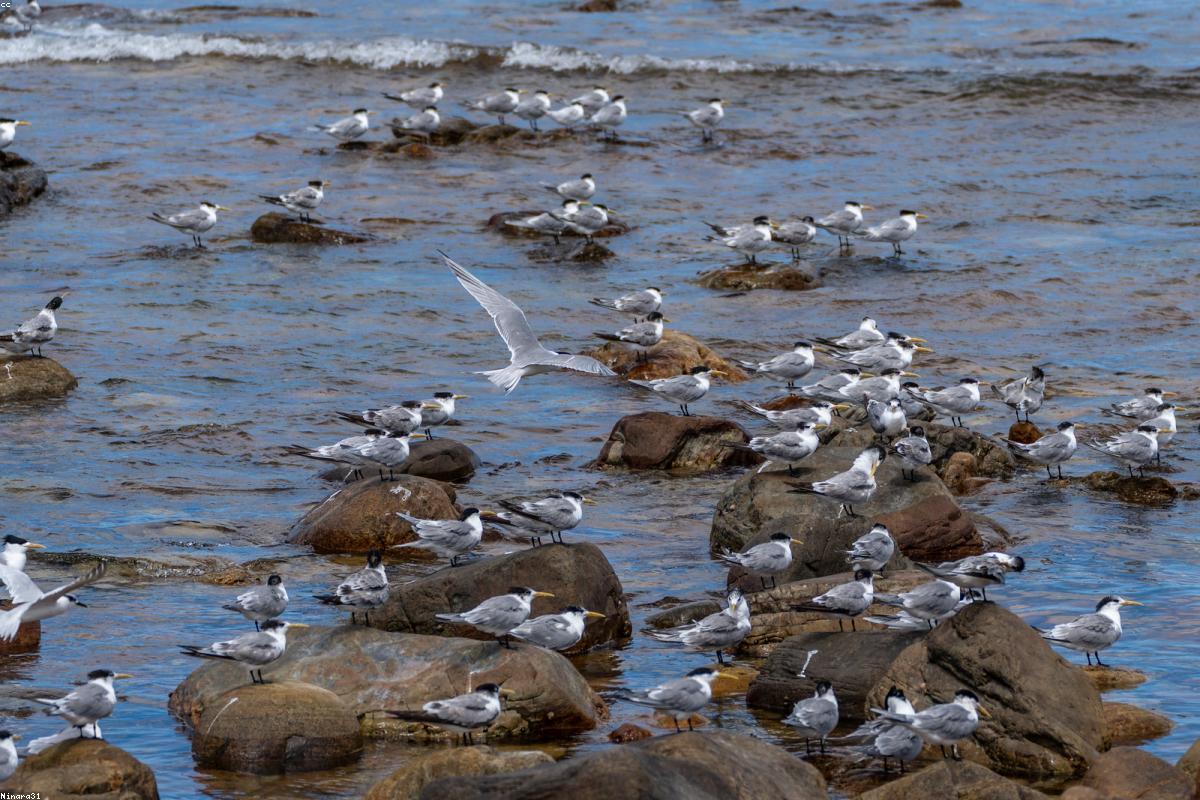 Whiskered tern over water