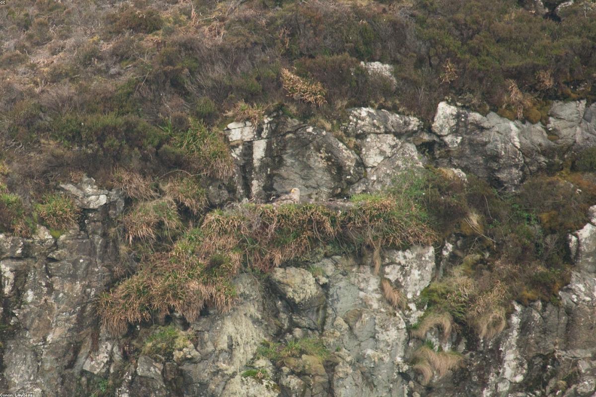 White-tailed eagle on snag
