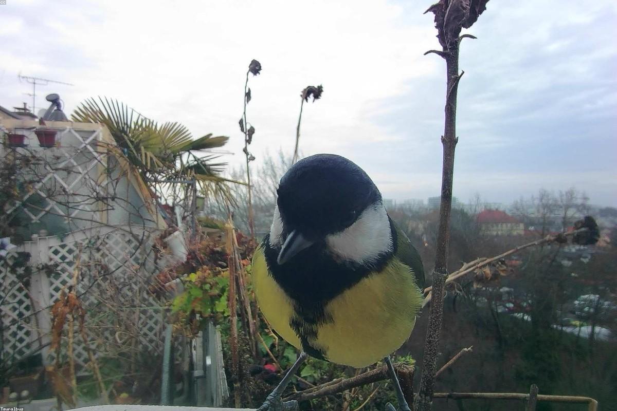 Penduline tit on reed