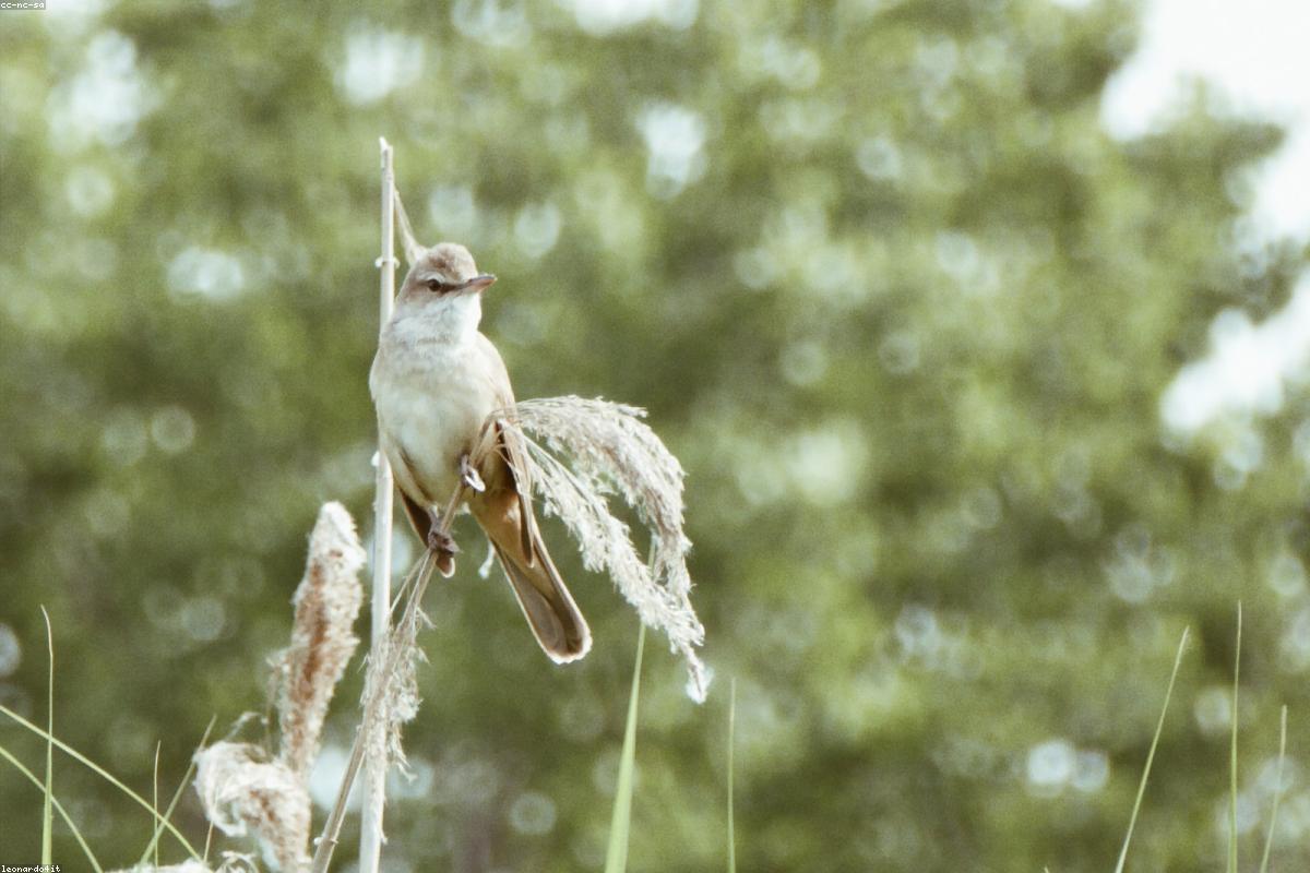 Reed warbler singing