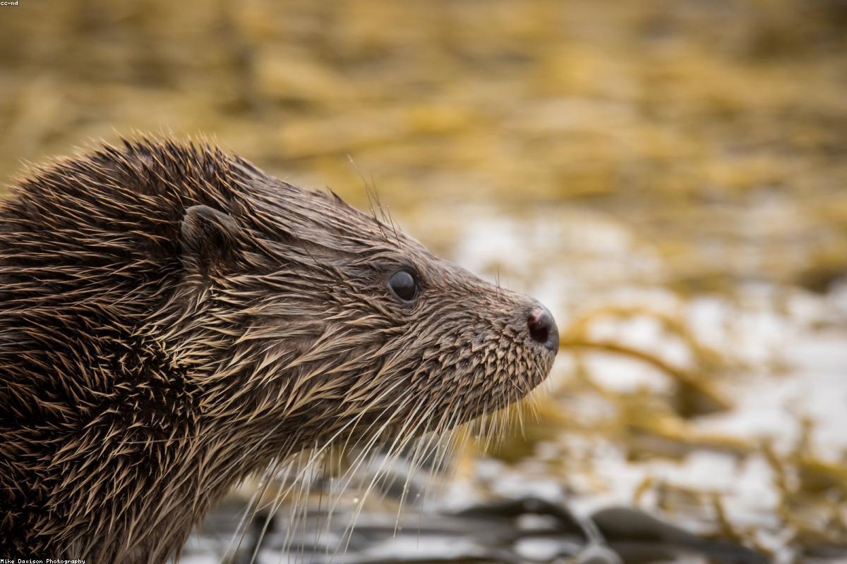 Otter on a log