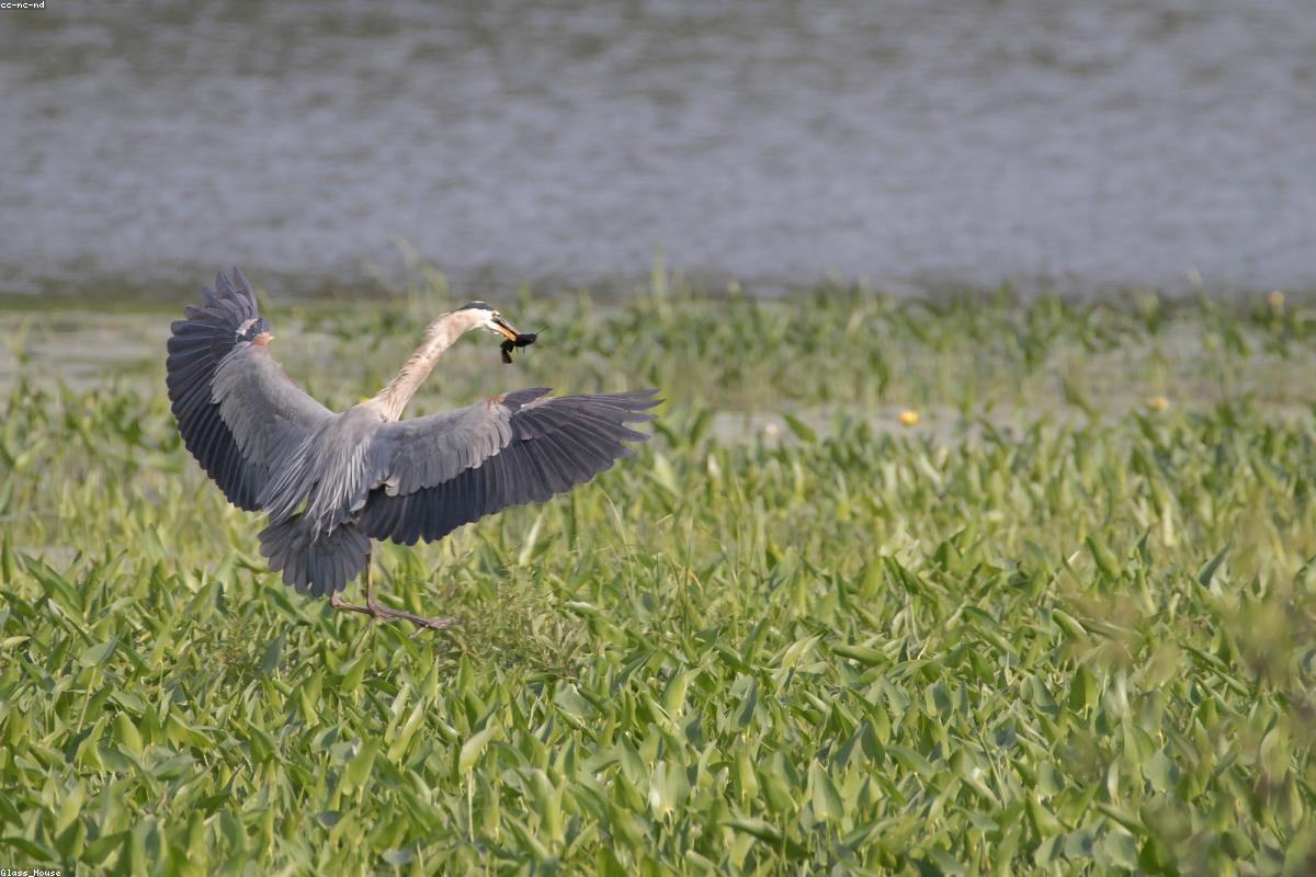 Squacco heron on log