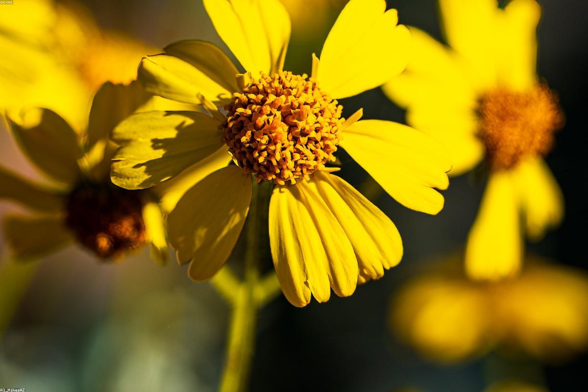 Yellow desert gold flowers in bloom