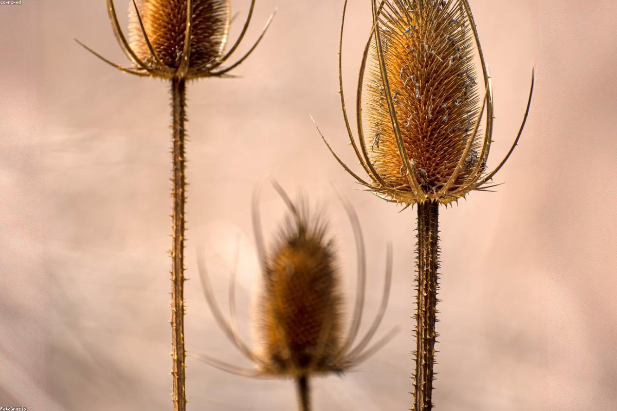 Close view of purple phacelia