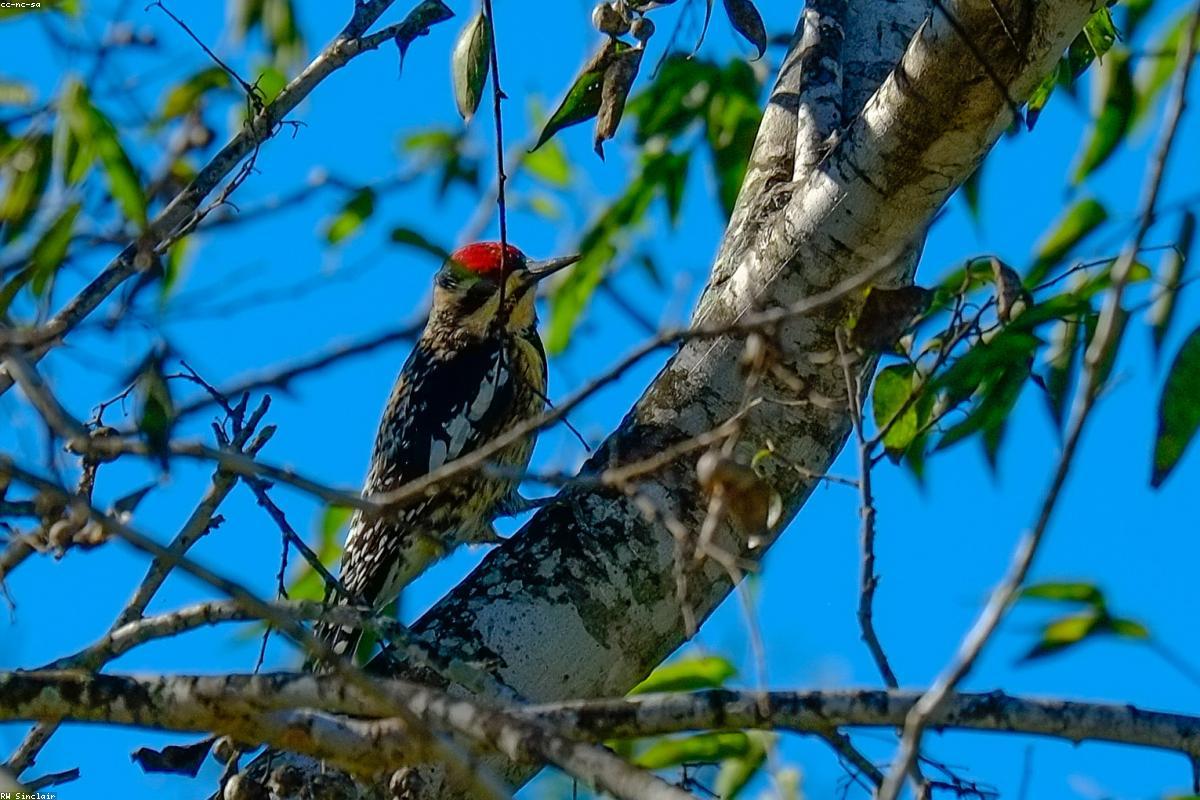 Ladder-backed woodpecker on yucca