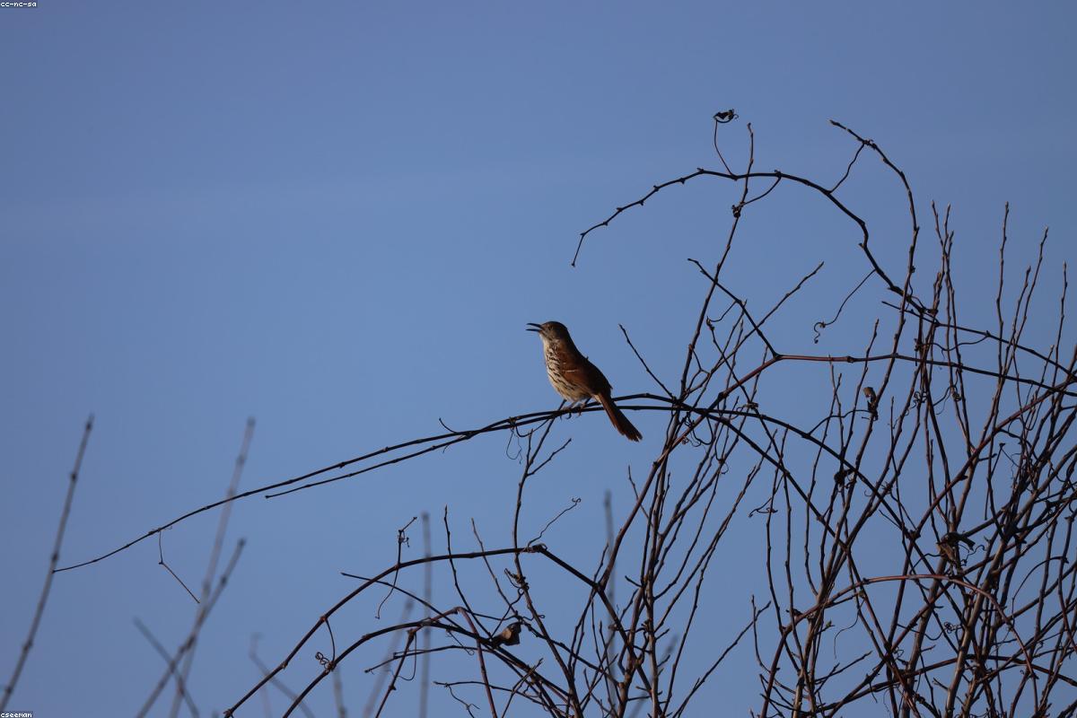 Le Conte's thrasher on saltbush