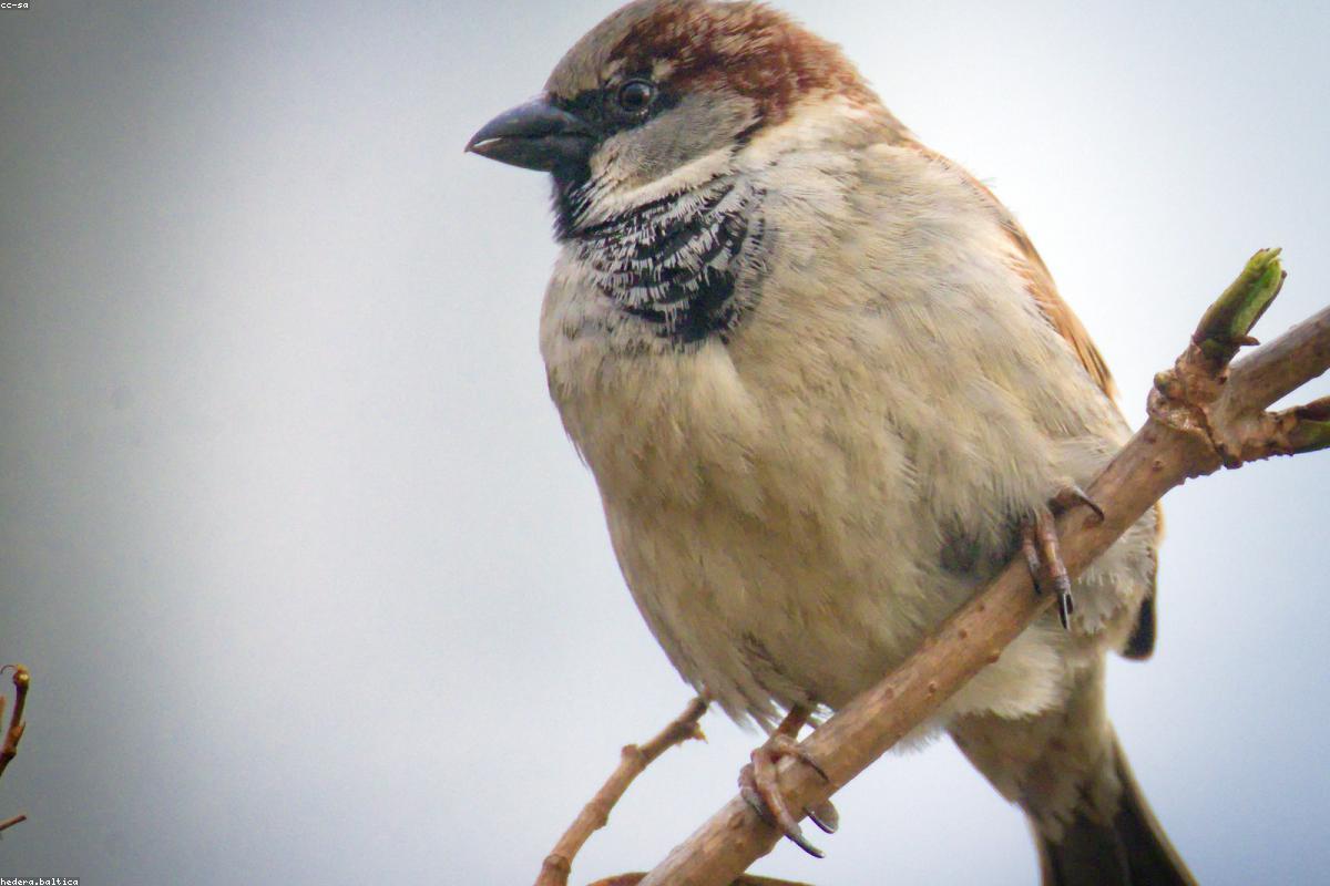 Sparrow on creosote