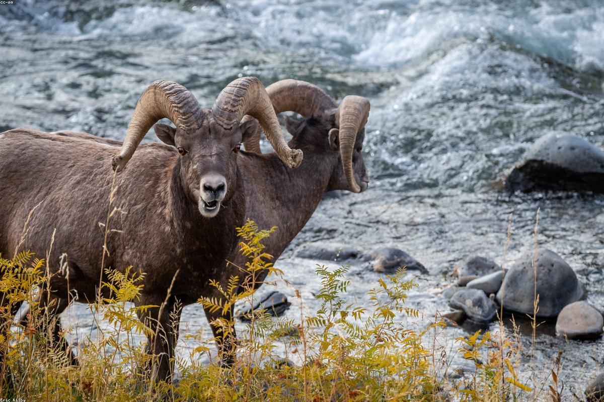 Desert bighorn ewe on rocks