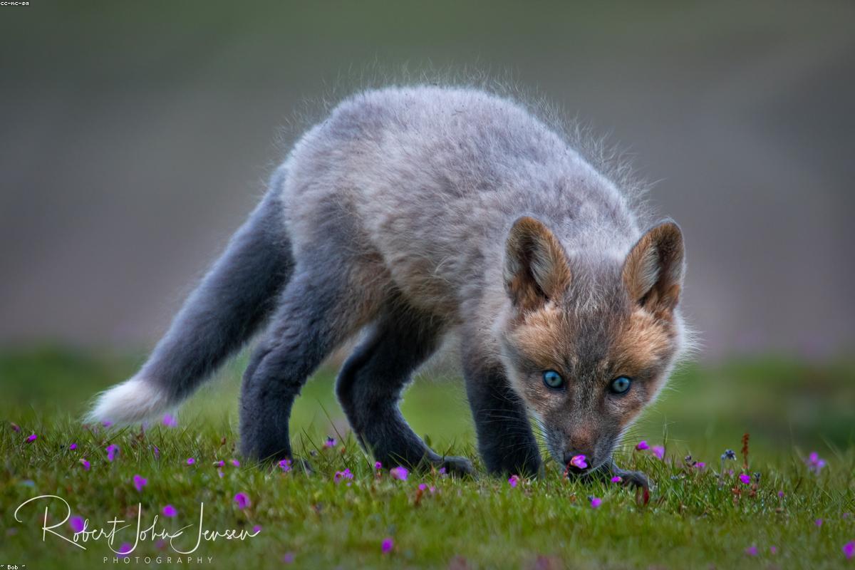 Kit fox at burrow