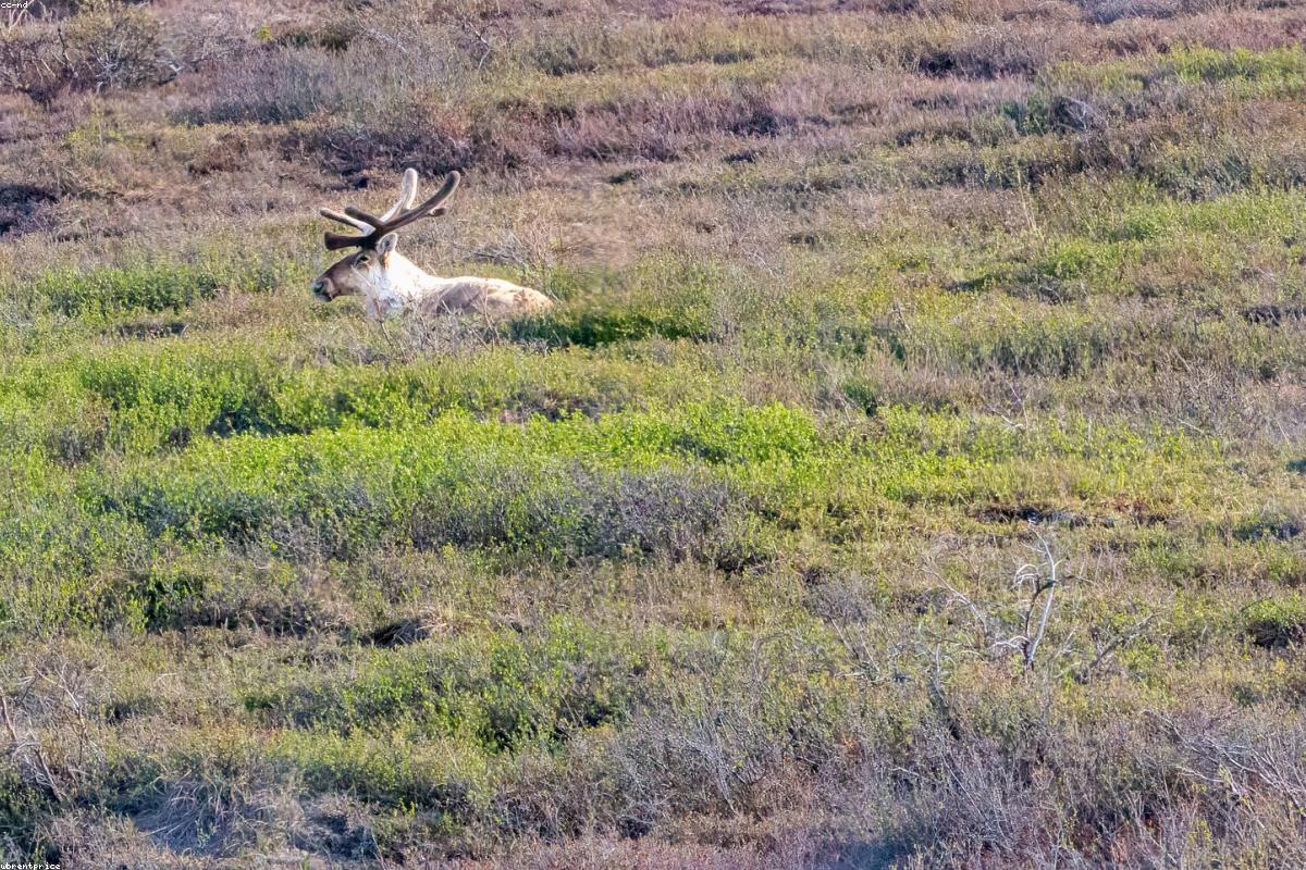 Caribou herd crossing tundra