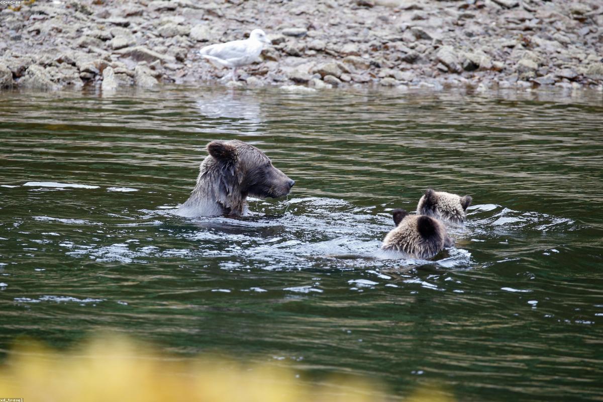 Grizzly on tundra at distance