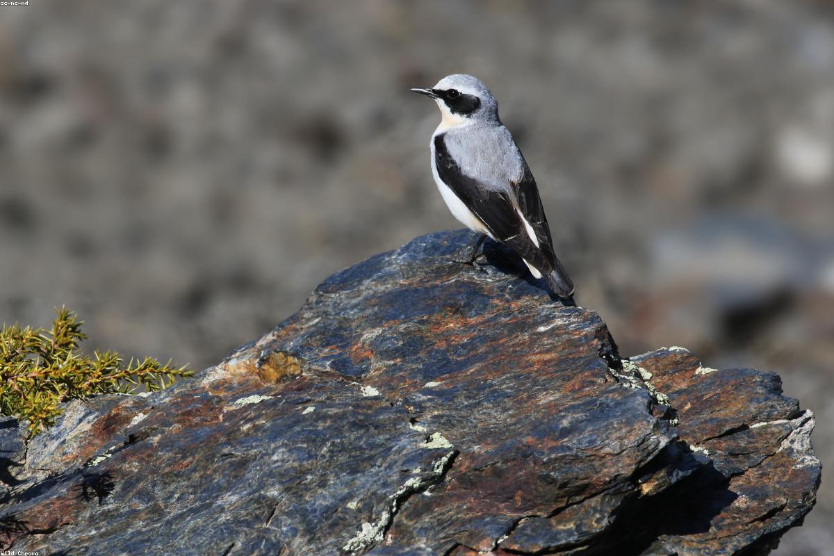 Wheatear on rock
