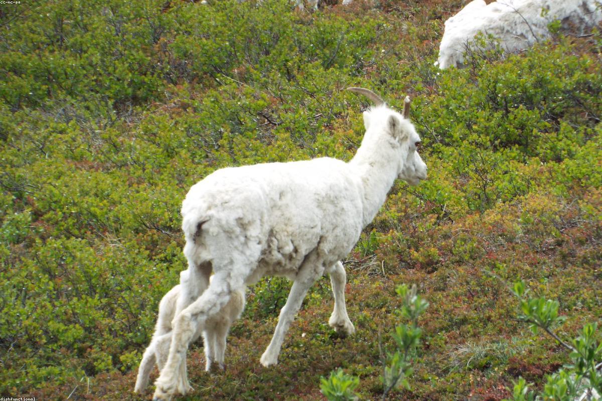 Dall sheep on scree