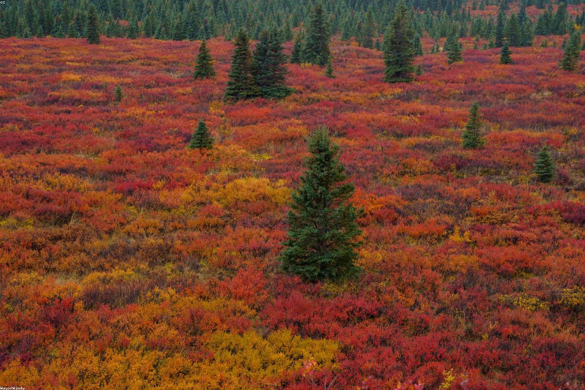 Wide view of tundra with distant mountains