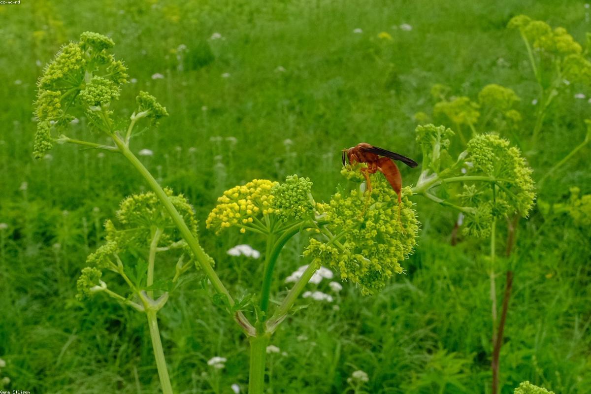 Close view of dwarf fireweed