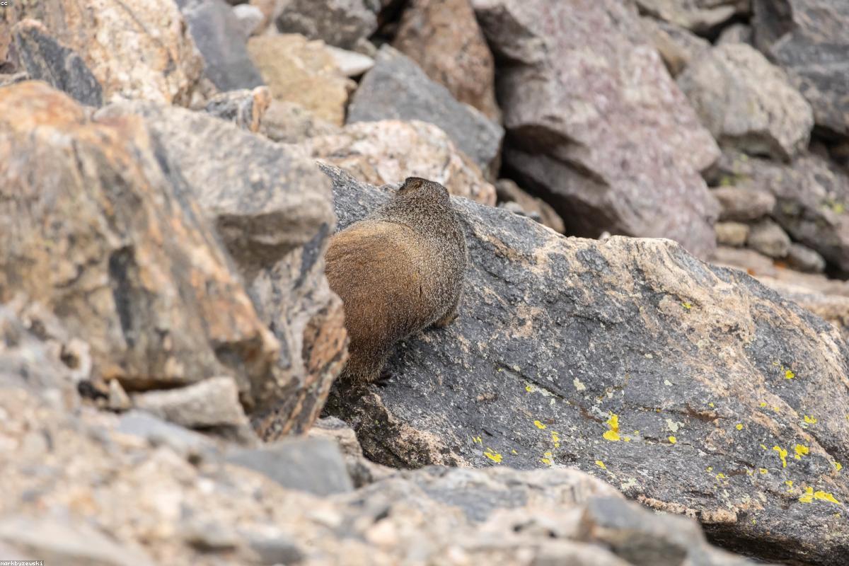 Hoary marmot on boulder