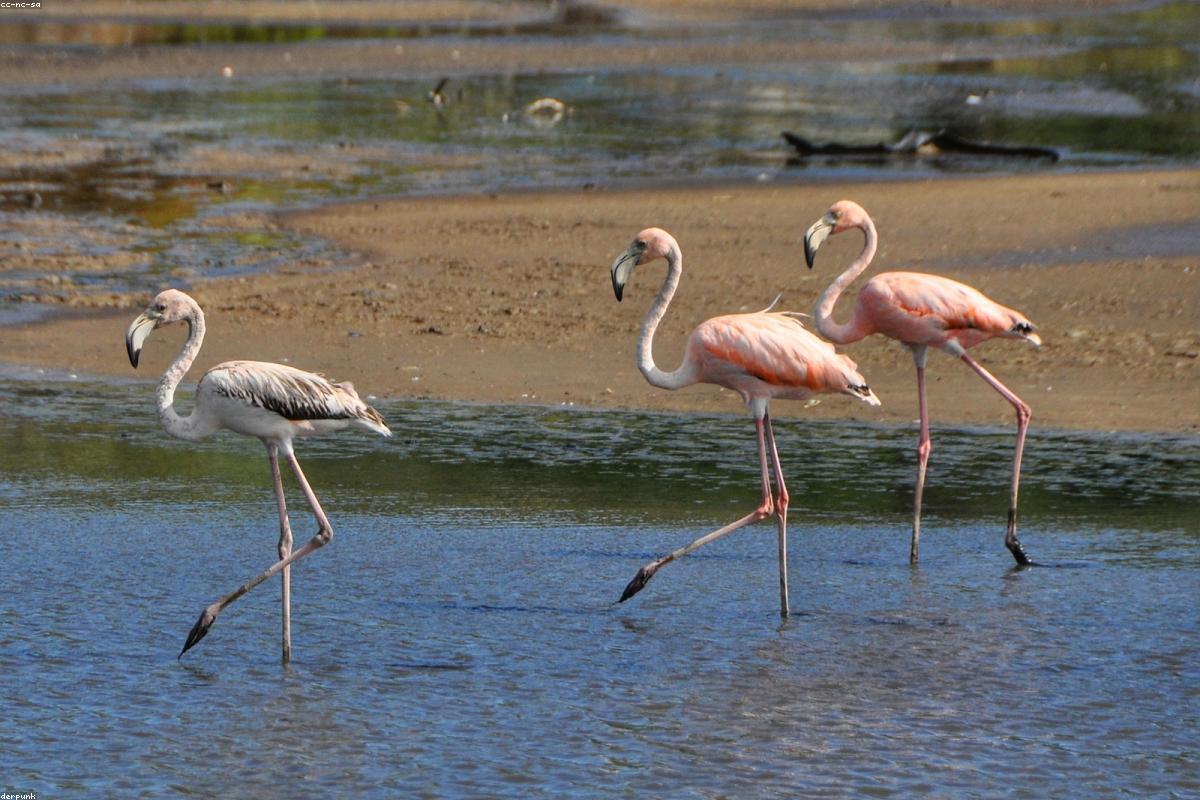 Doñana in October: flamingos and white storks