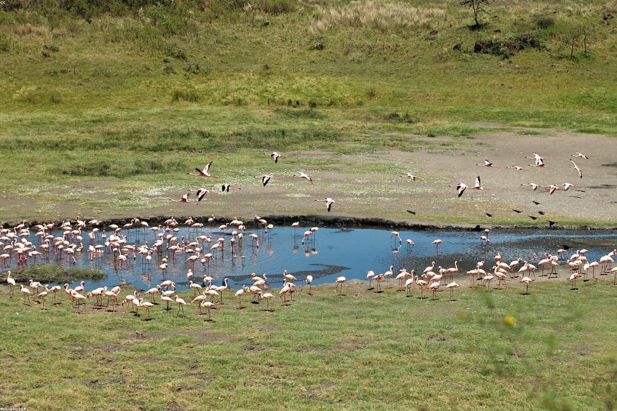 Two flamingos in head-forward pose