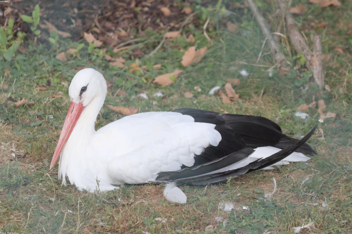 White stork on a nest platform