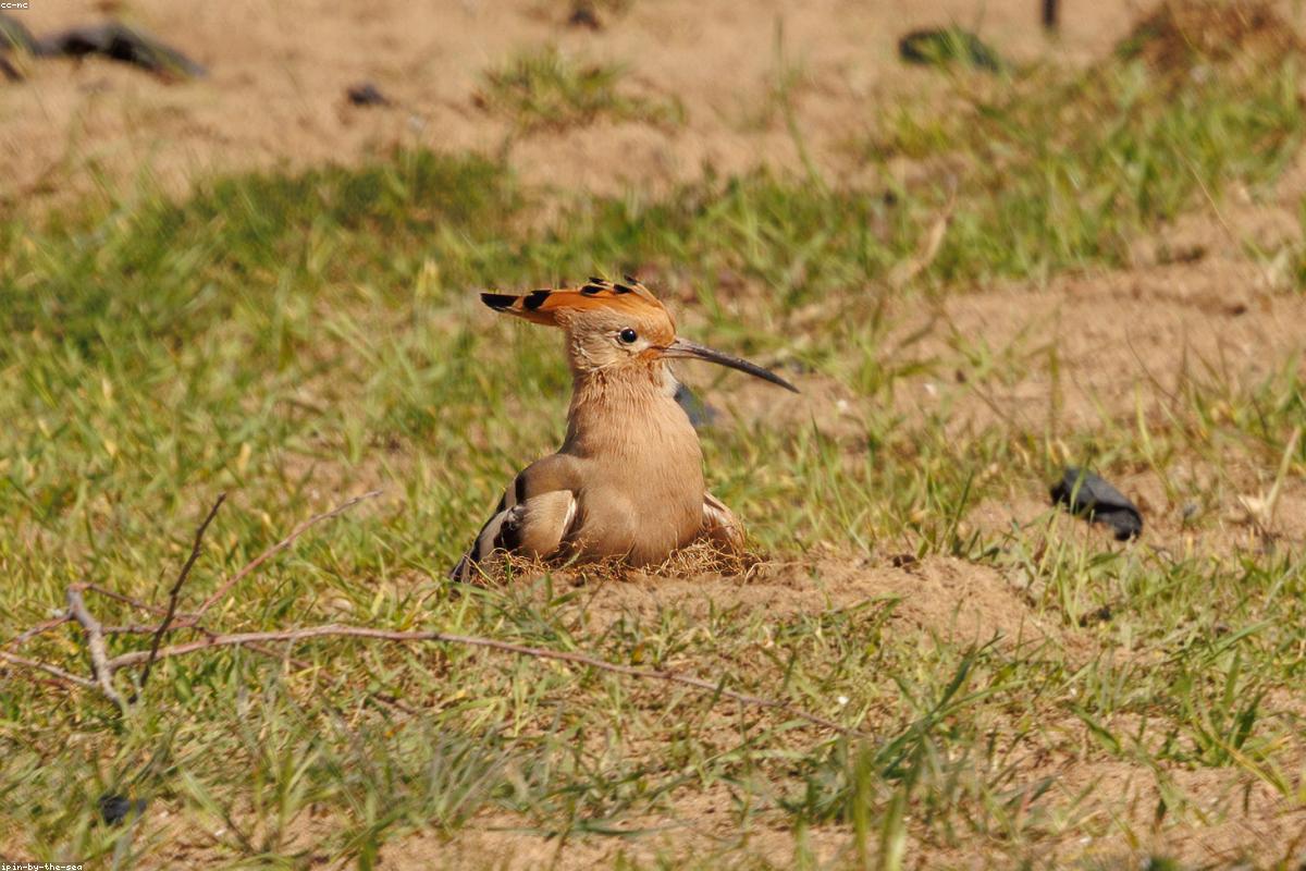 Hoopoe with crest raised