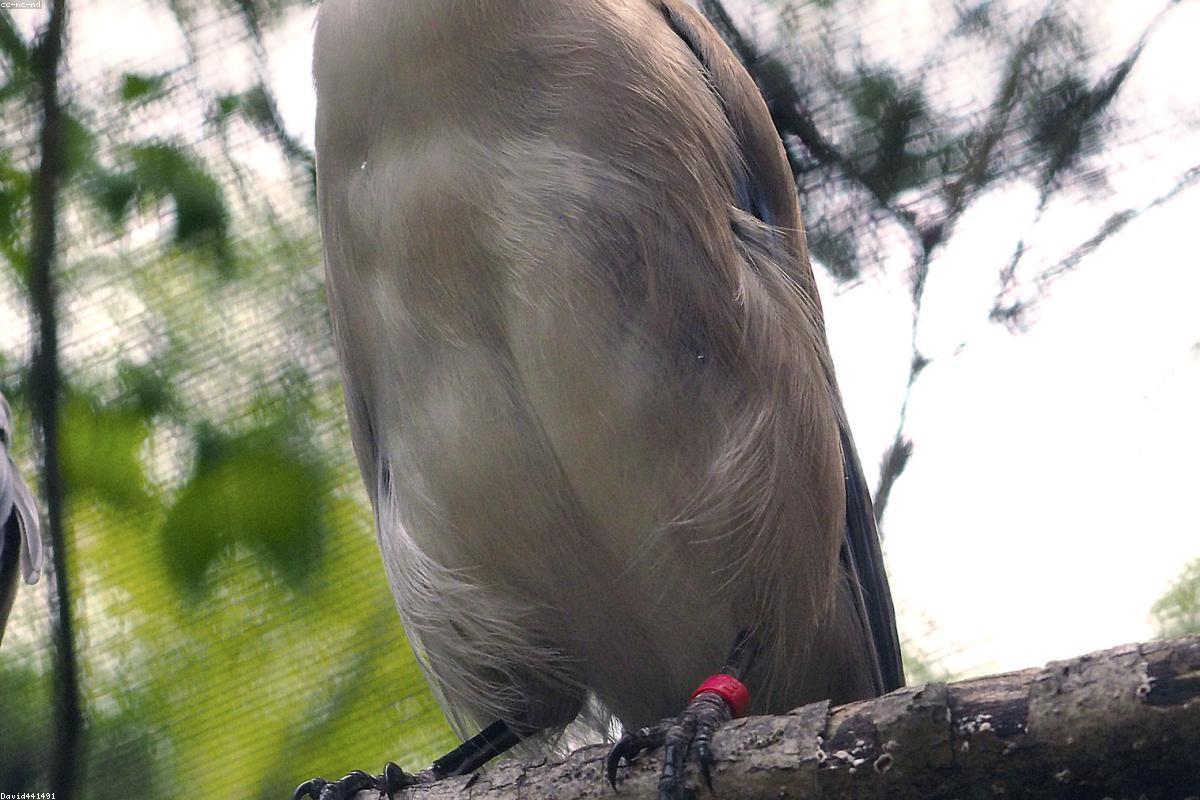 Iberian magpie in a tree
