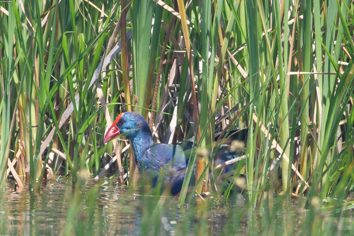 Purple swamphen at water's edge