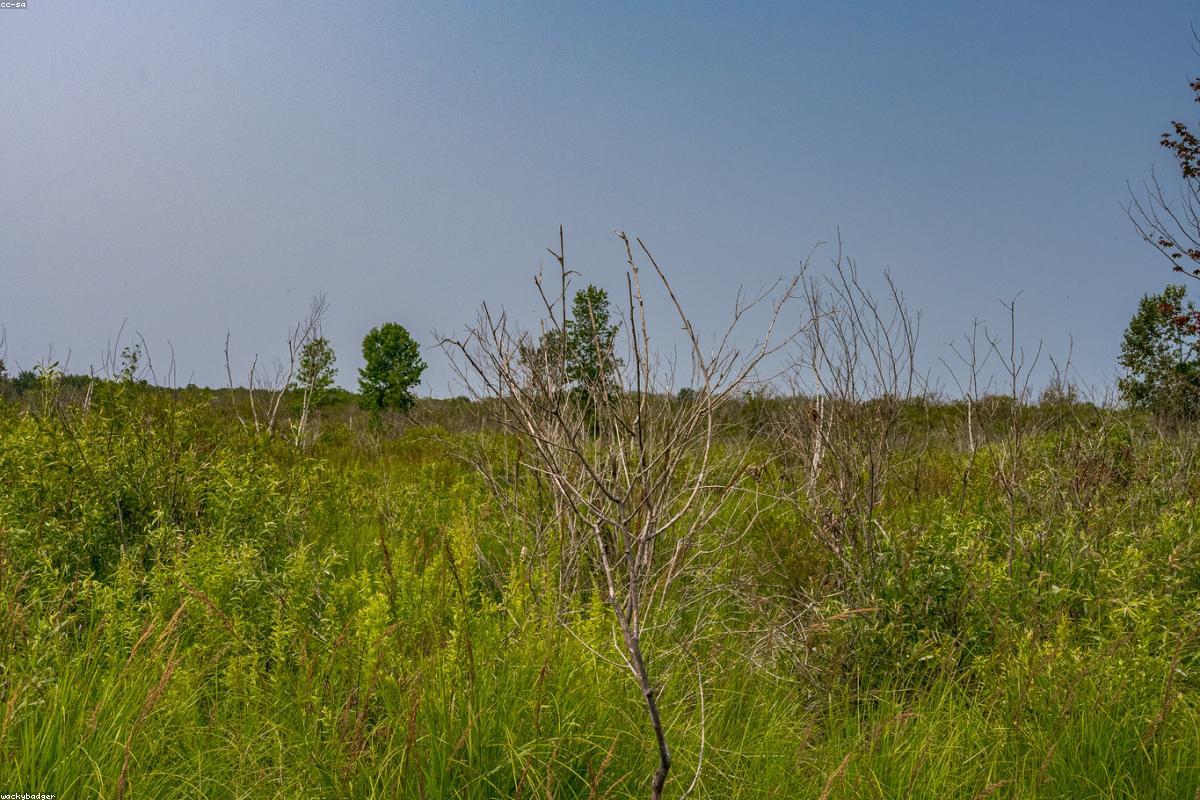 Wide view of Doñana marsh