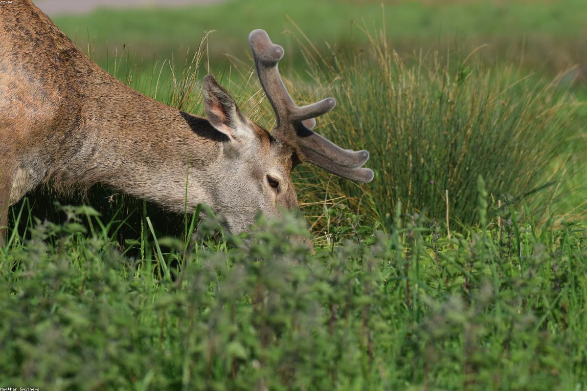 Red deer stag in scrub