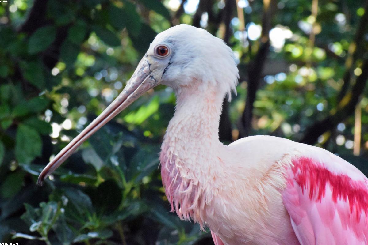Spoonbill feeding in shallow water