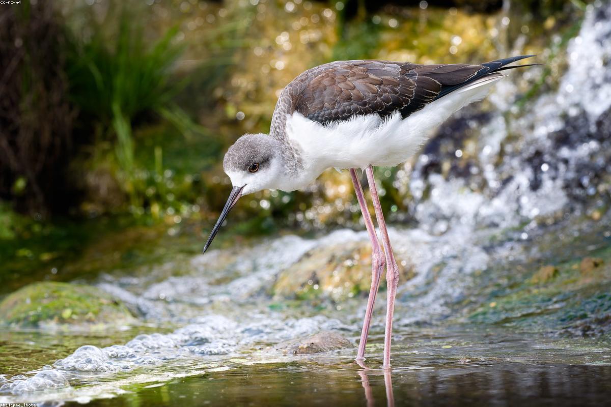 Stilt in shallow water