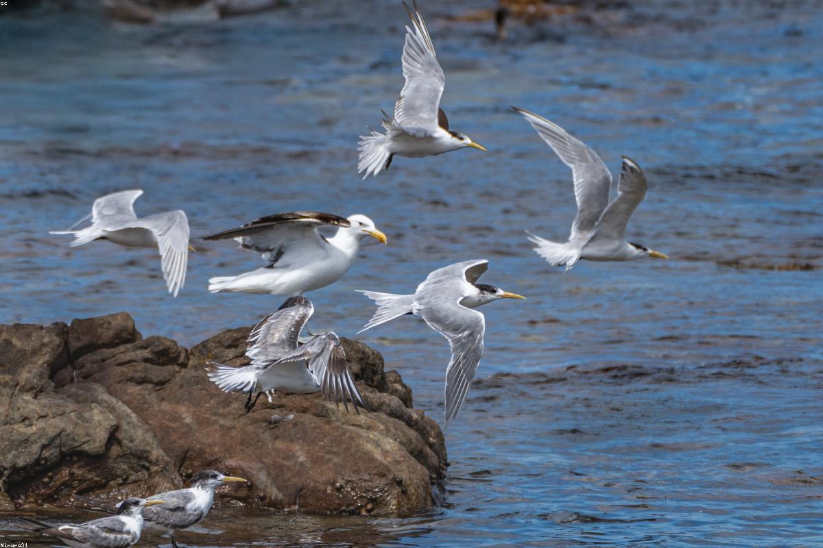 Dry Tortugas seabird island