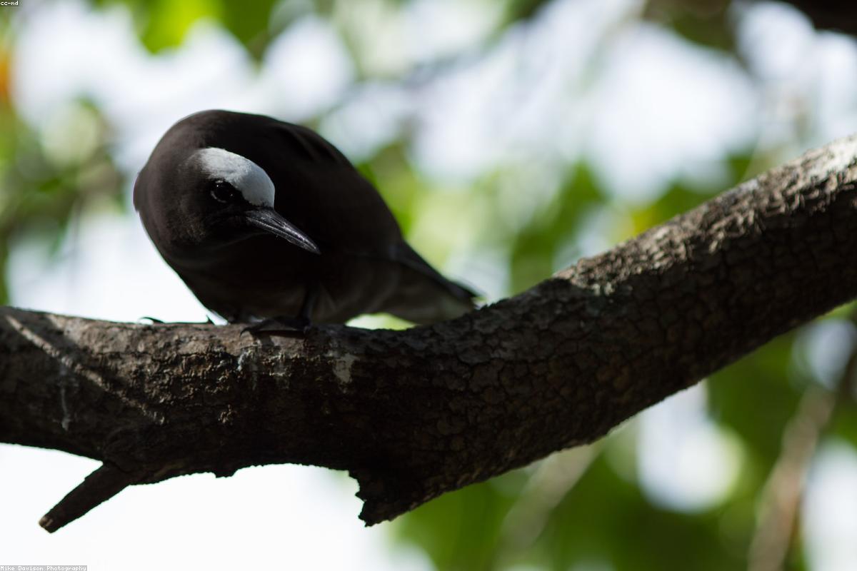 Brown noddy on rock