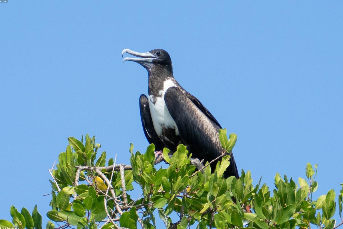 Frigatebird gliding overhead