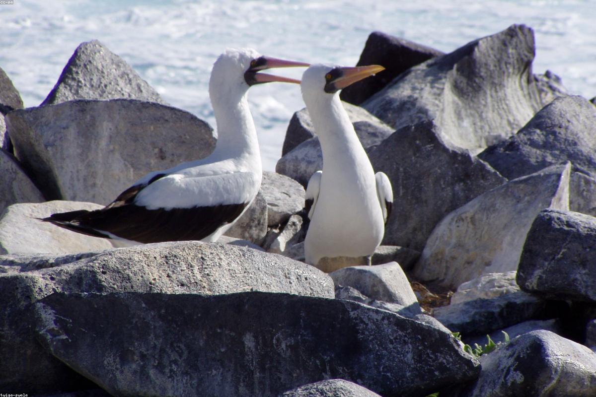 Masked booby on rocks