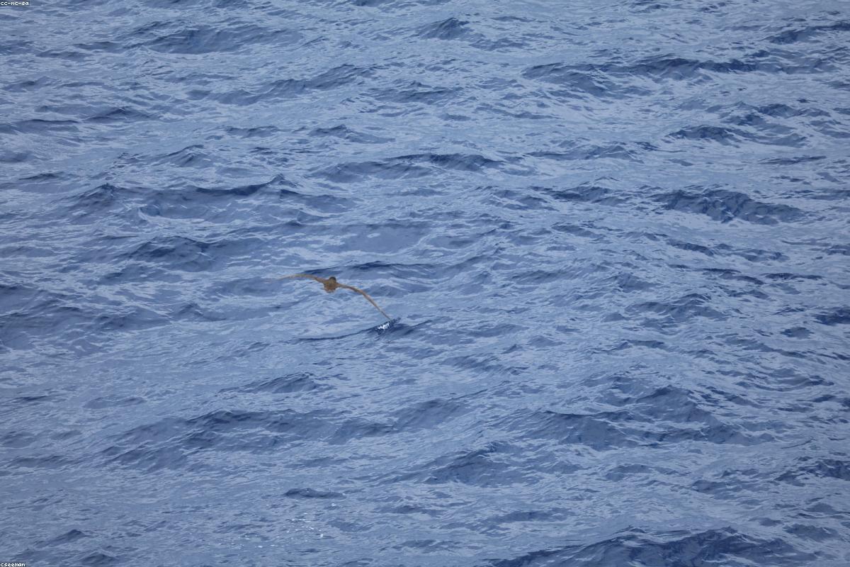 Brown booby in flight